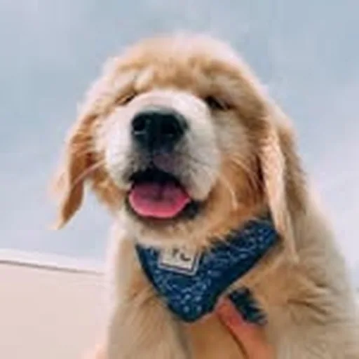 @thatgoldenbrody profile image