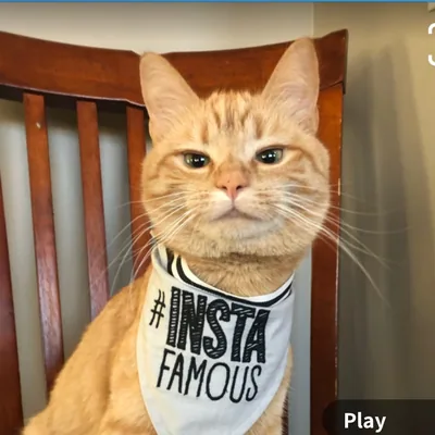 @the_cat_named_carrot profile image