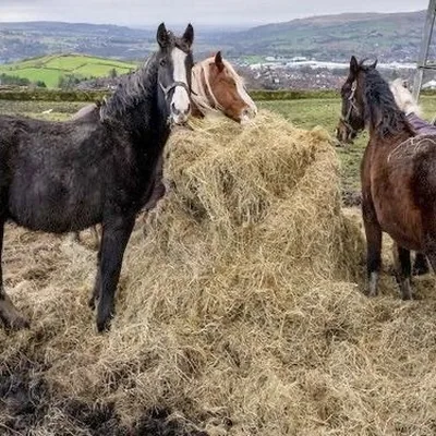 @the_horse_humanity profile image