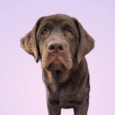 @the_lab_millie profile image