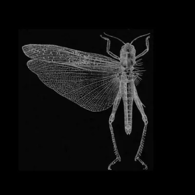 @the_locust_official profile image