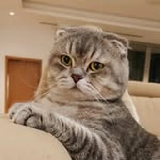 @the_purry_seeds profile image