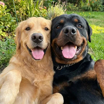 @thebigbarkboys profile image