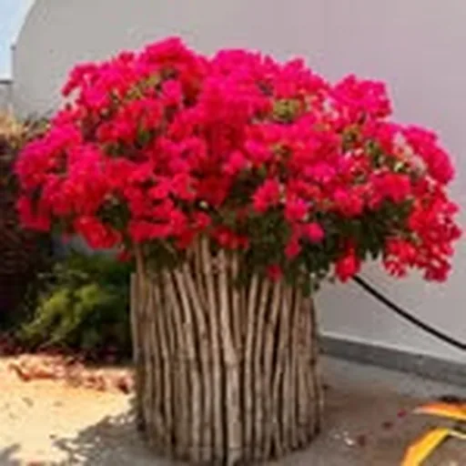 @thebougainvilleagallery profile image