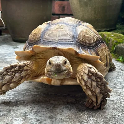 @thecitytortoise profile image