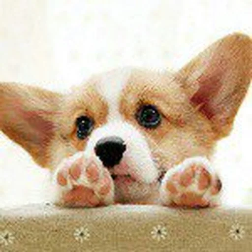 @thecorgiworld profile image