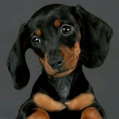 @thedoxieworld profile image