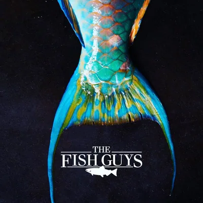 @thefishguysinc profile image