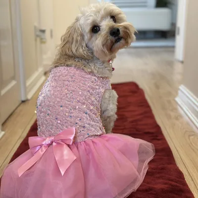 @thepawsomeivy profile image