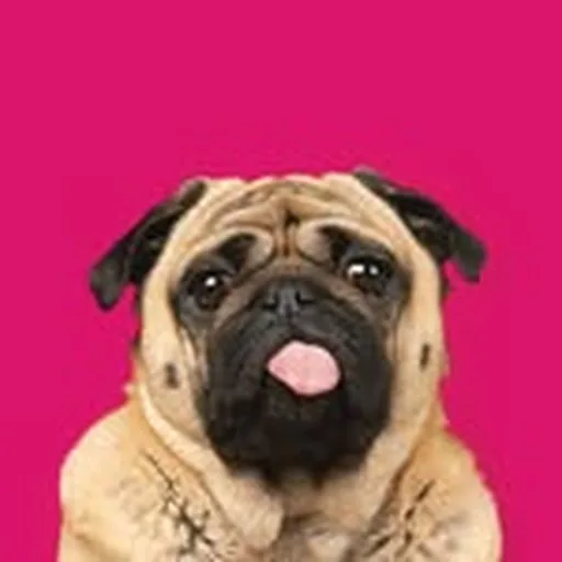 @thepetcollective profile image