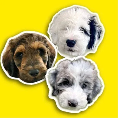 @thestarwarspack profile image