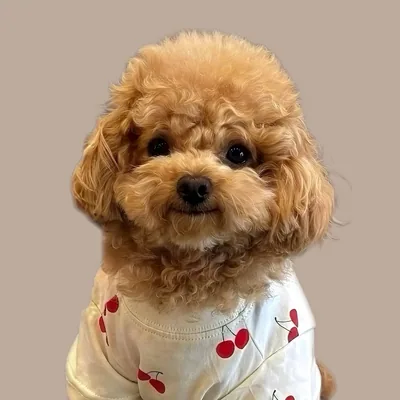 @thetoypoodlehugo profile image
