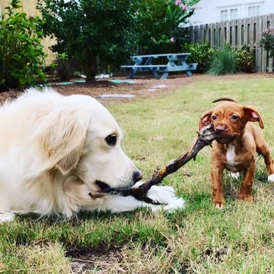 @three.pawfectgirls profile image