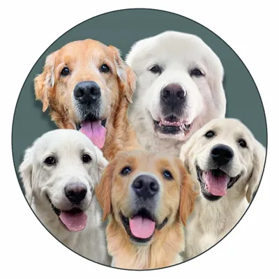 @threegoldiesonepyr profile image