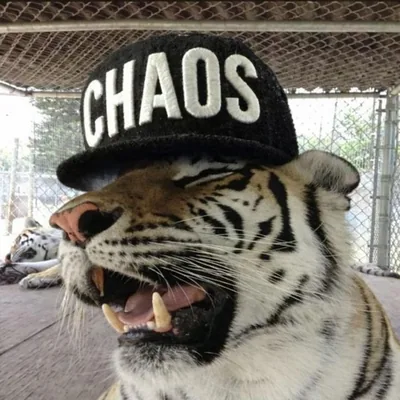 @thruthechaos profile image