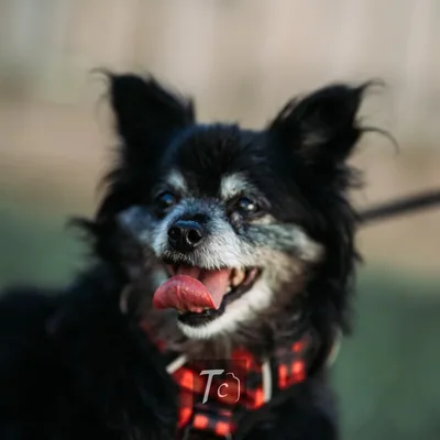 @tilliethechimix profile image