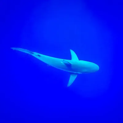@tiralongo profile image