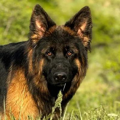 @tommythesoccerdog profile image