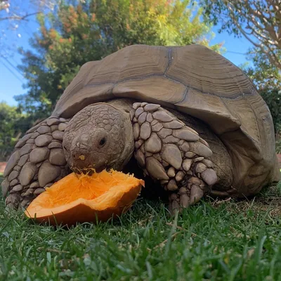 @tortoise90210 profile image