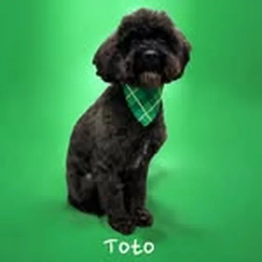@tototherescuepup profile image