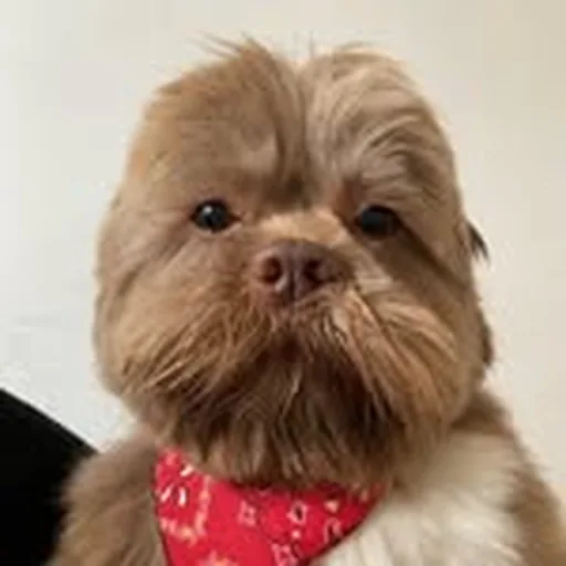 @trallez profile image
