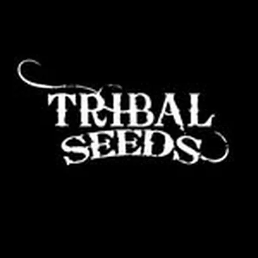 @tribalseeds profile image