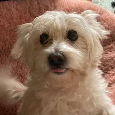@trixi_and_tabitha profile image