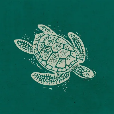 @turtlebayuk profile image