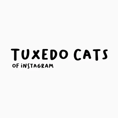 @tuxedocatsofinstagram profile image