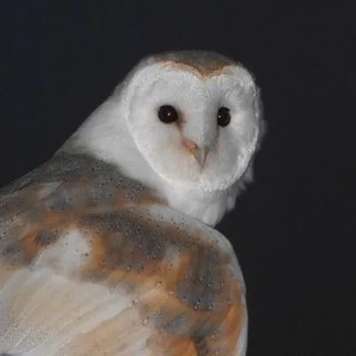 @tytoaeryn profile image