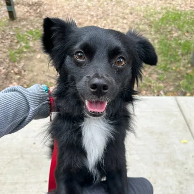 @vaderthebordercollie profile image