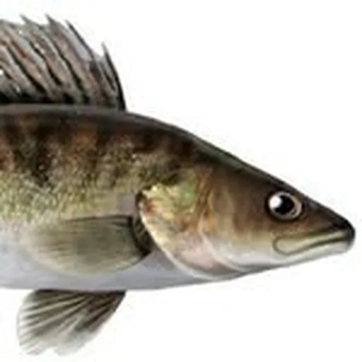 @vainkuhajutut profile image