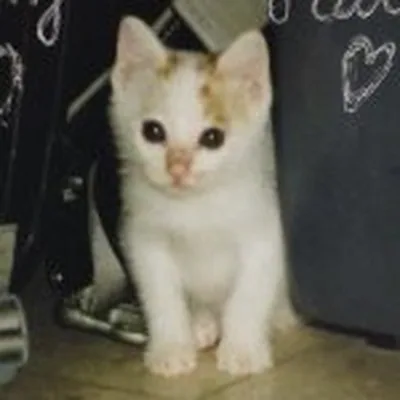 @venustso profile image