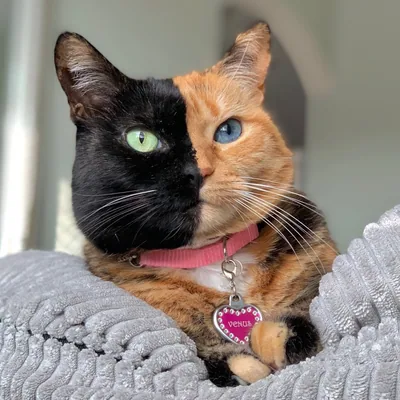 @venustwofacecat profile image
