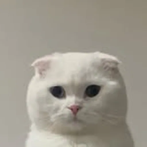 @via_saru profile image