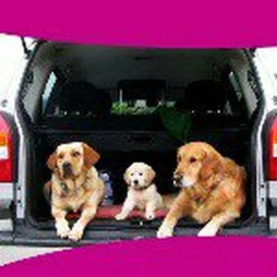 @viajacontumascota profile image