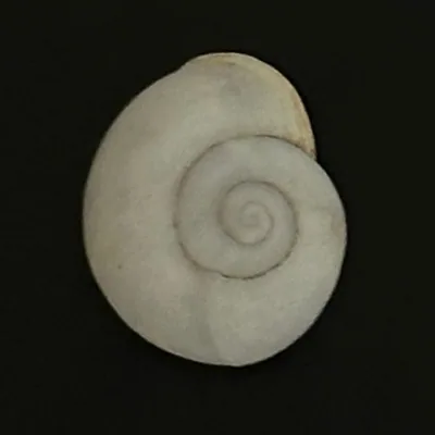@villaobject profile image