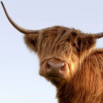 @visitscotland profile image