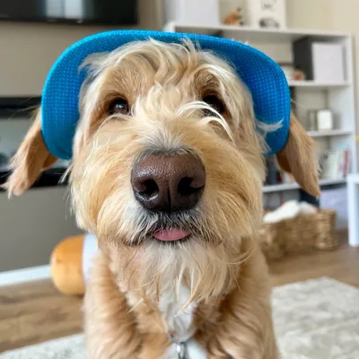 @vitothedogfather profile image