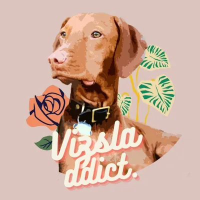 @vizsladdict profile image
