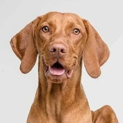 @vizslavibes profile image