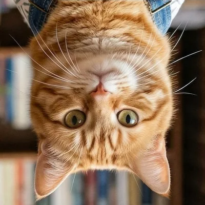 @walter.the.purrinator profile image