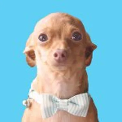 @walterthechi profile image
