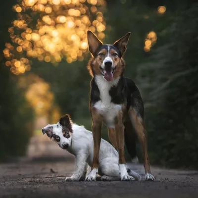 @wanderingwithcollies profile image
