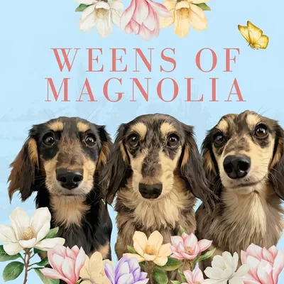@weensofmagnolia profile image