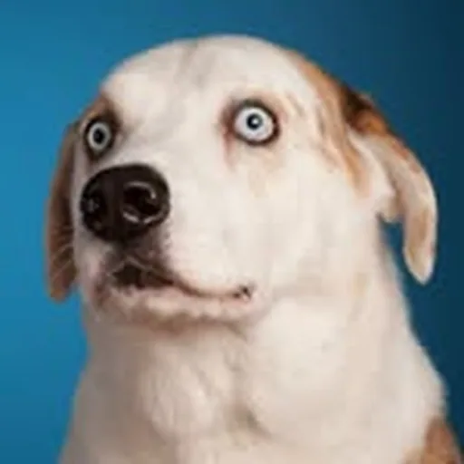 @weratedogs profile image
