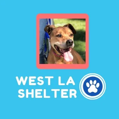 @westlasheltervolunteers profile image