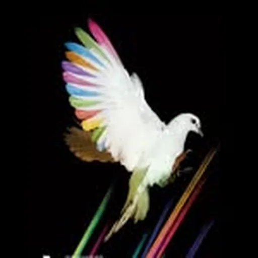 @whp_records profile image