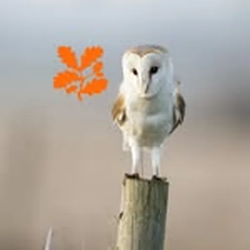 @wickenfennt profile image