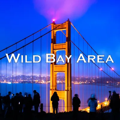 @wildbayarea profile image